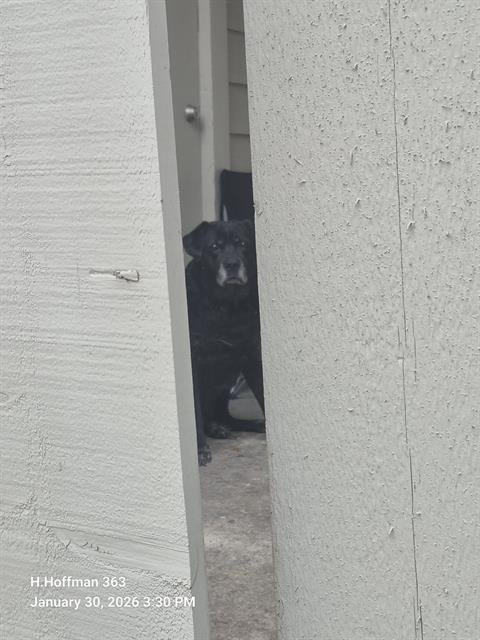 ZARAGOZA - Labrador Retriever available for adoption