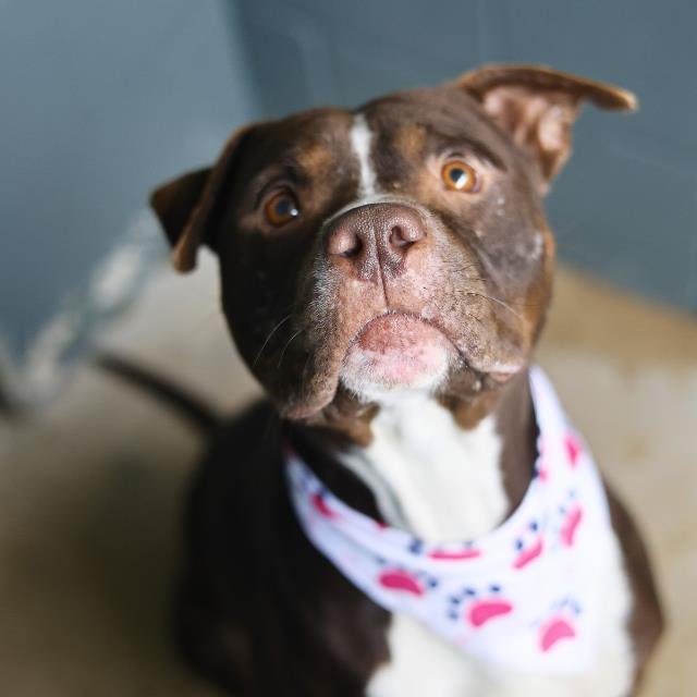 BRUNO - American Staffordshire Terrier available for adoption