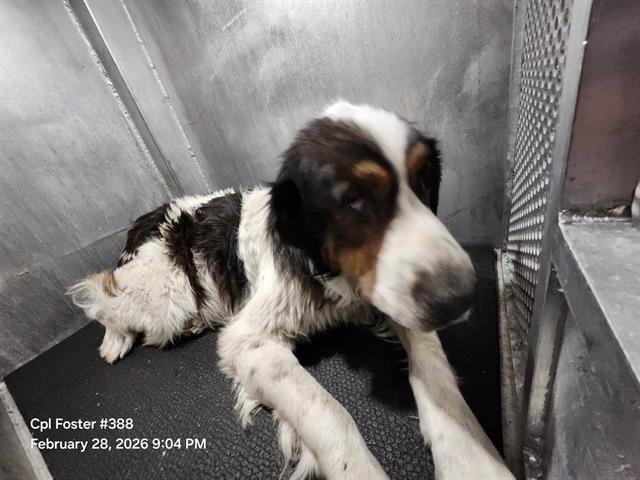 BANDIT - Great Pyrenees / Tibetan Mastiff available for adoption