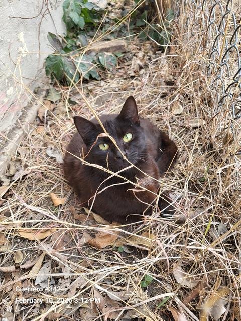 MOCHI - Domestic Short Hair available for adoption