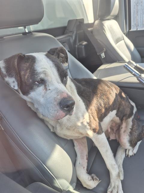 MAXINE - American Staffordshire Terrier available for adoption