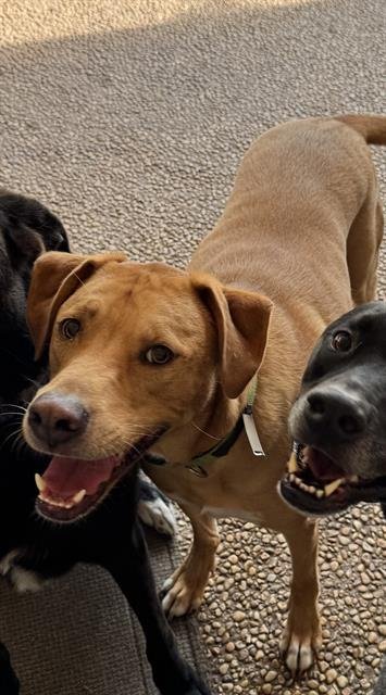 SLADE - Labrador Retriever available for adoption