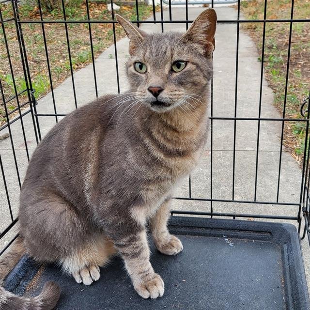 CELTY - Domestic Short Hair available for adoption