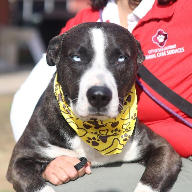 DINO - American Staffordshire Terrier available for adoption