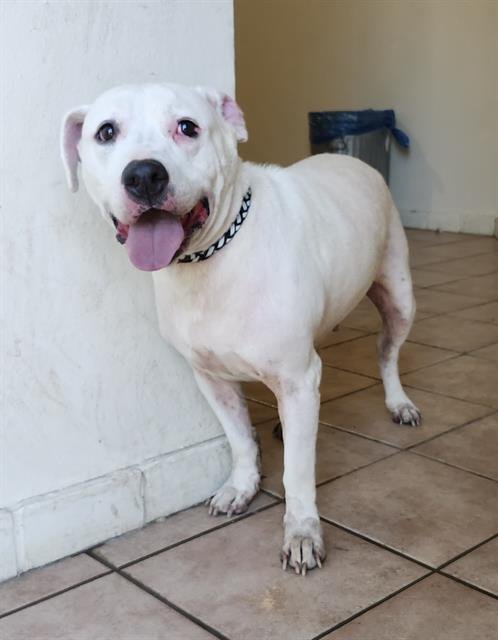 WIGGIES - American Staffordshire Terrier available for adoption