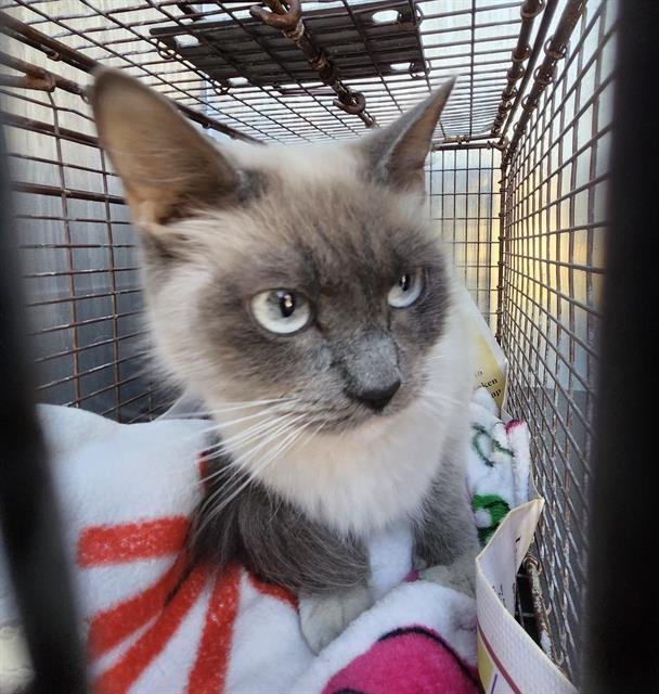 STORMI - Siamese available for adoption