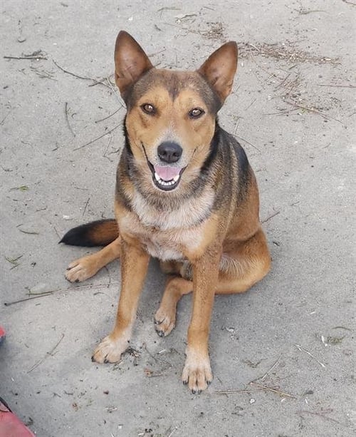 LEON - German Shepherd Dog available for adoption