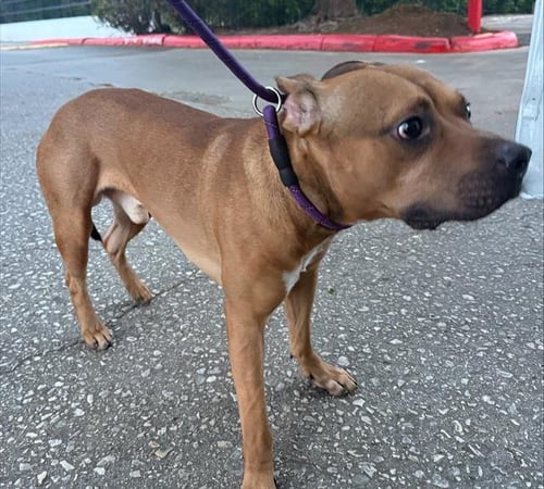 FRED - American Staffordshire Terrier available for adoption