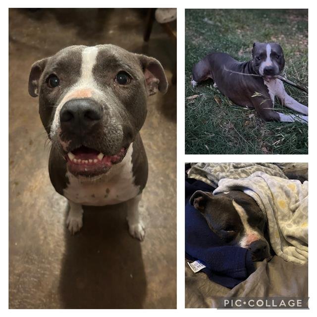 OPHELIA - American Staffordshire Terrier available for adoption