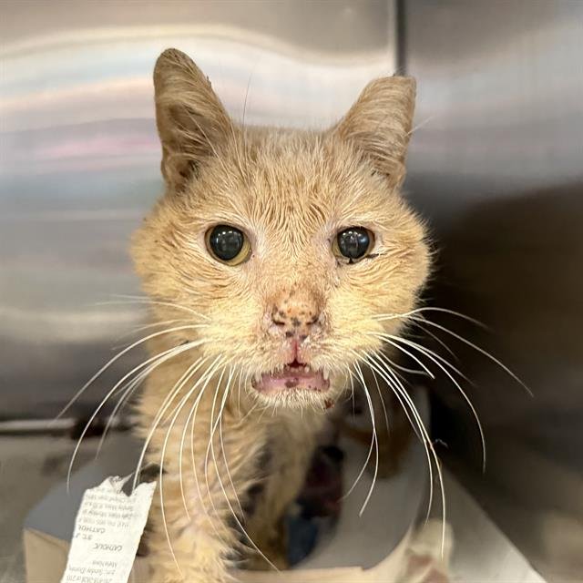 JERRY - Domestic Short Hair available for adoption