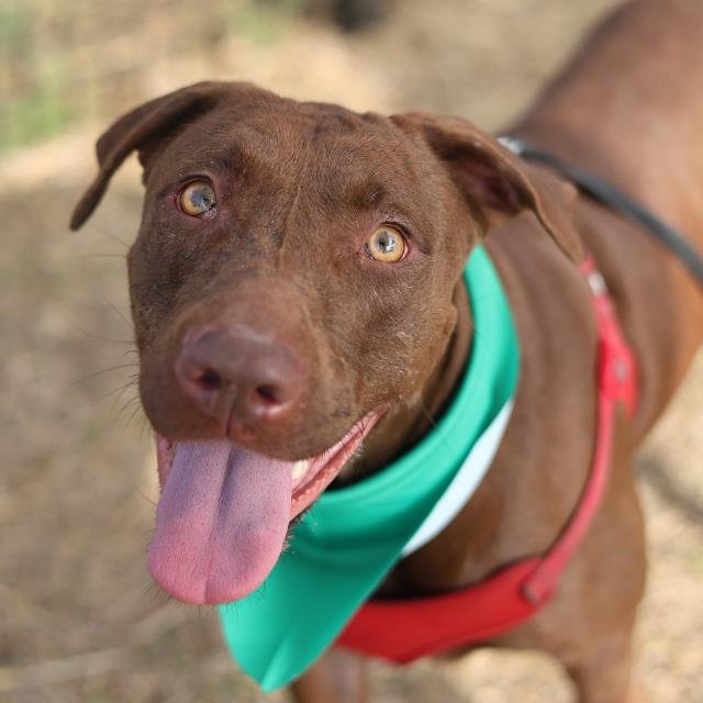 ZERAPHINA - Labrador Retriever available for adoption