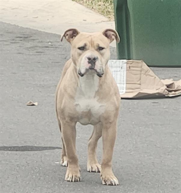 ACE - American Bulldog available for adoption