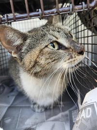 NALA - Photo 1
