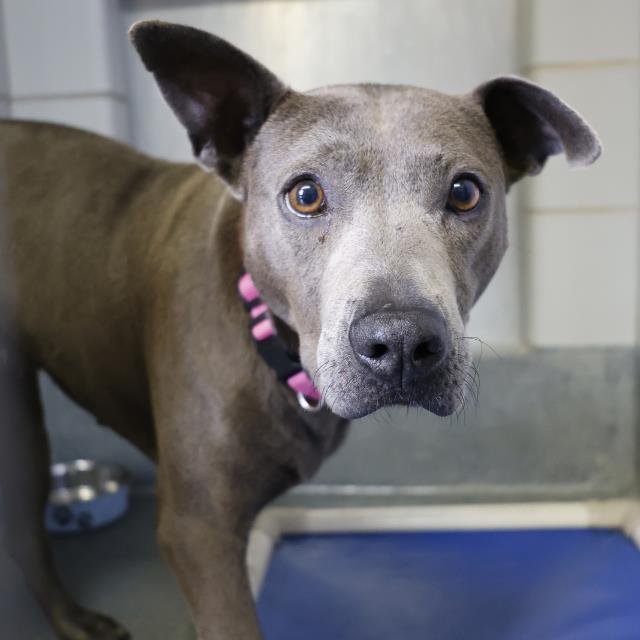 BINDI - American Staffordshire Terrier available for adoption