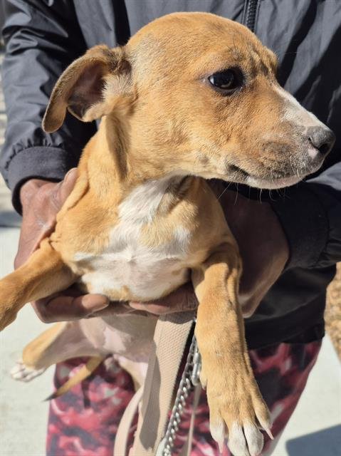 BILOXI - Terrier available for adoption