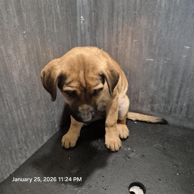 PUPPY 4 - Labrador Retriever available for adoption