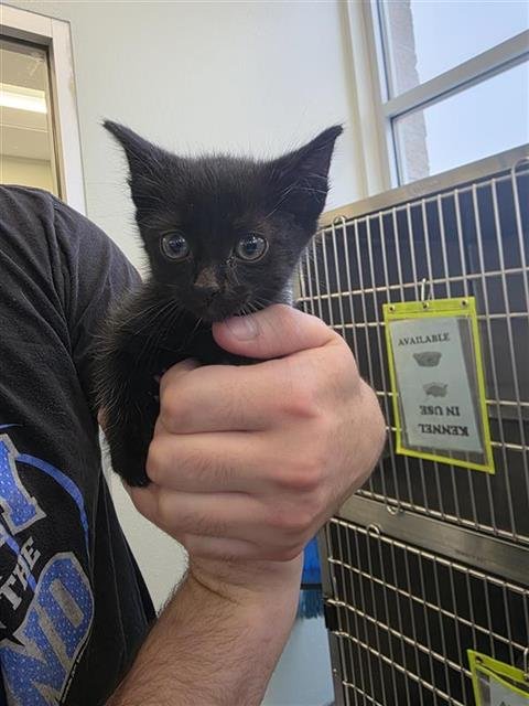 ROBBIE - Domestic Short Hair available for adoption