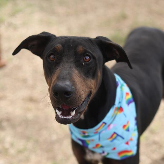 ROOSEVELT - Doberman Pinscher available for adoption