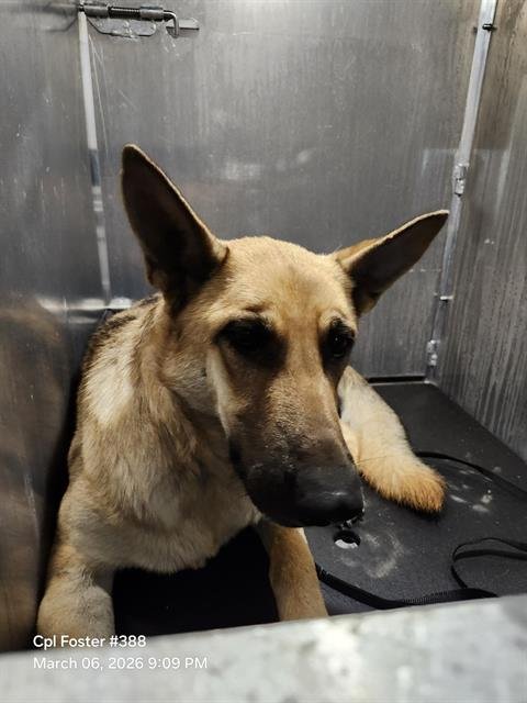 BELLA - German Shepherd Dog available for adoption