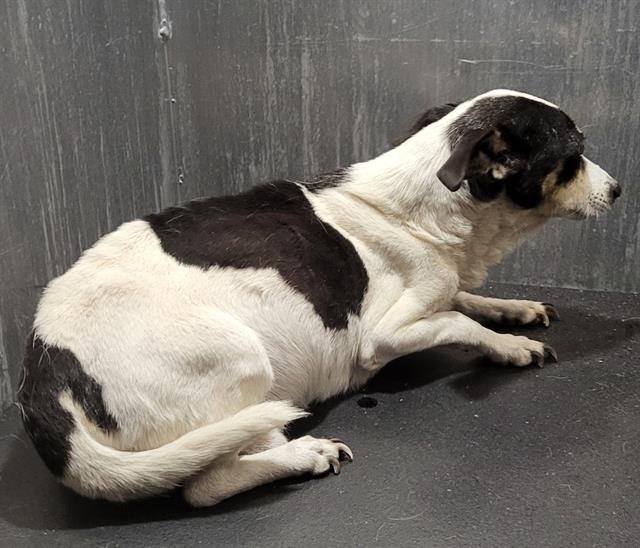 WALTER - Terrier available for adoption