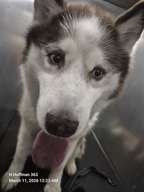 A798349 - Husky available for adoption