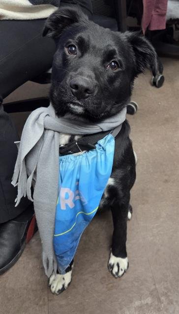 TEX - Border Collie available for adoption