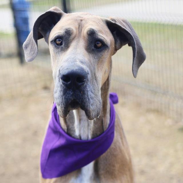ZSAJISAND - Great Dane available for adoption