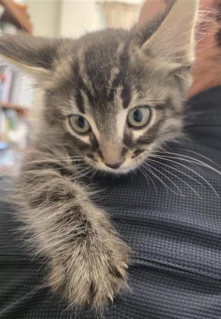 SKATER - Domestic Medium Hair available for adoption