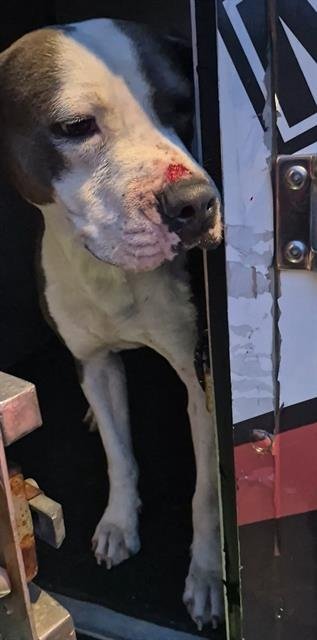 A790444 - American Staffordshire Terrier available for adoption