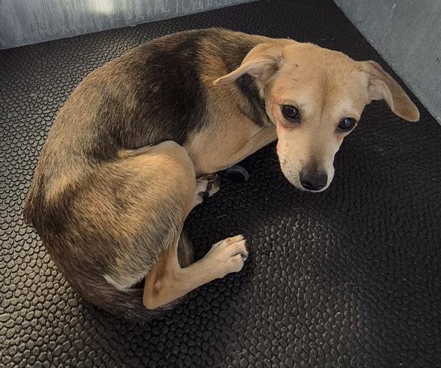 WOLFEE - Chihuahua available for adoption