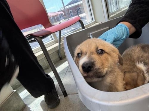 BABY JOE - German Shepherd Dog available for adoption