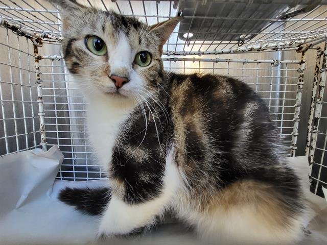 CHUCKLES - Domestic Short Hair available for adoption