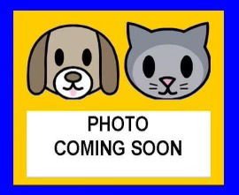 CLUE - Beagle available for adoption