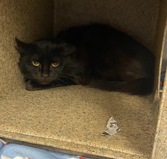 SONNY - Domestic Short Hair available for adoption