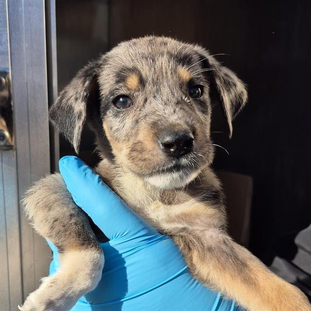 SHOKO - Catahoula Leopard Dog available for adoption