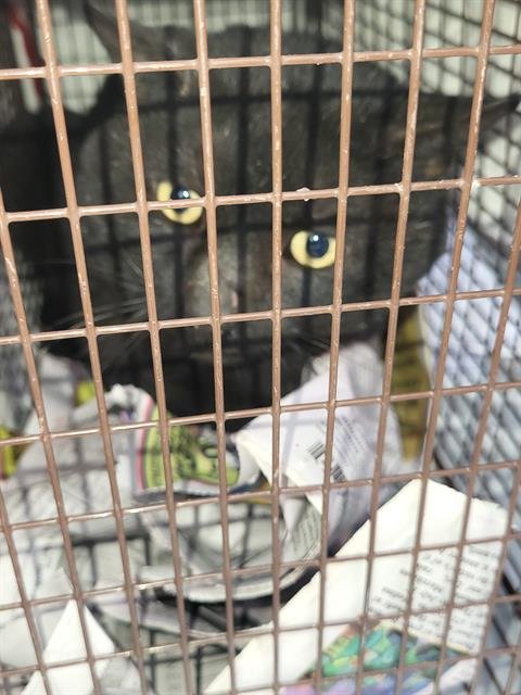 MOUSE - Domestic Short Hair available for adoption