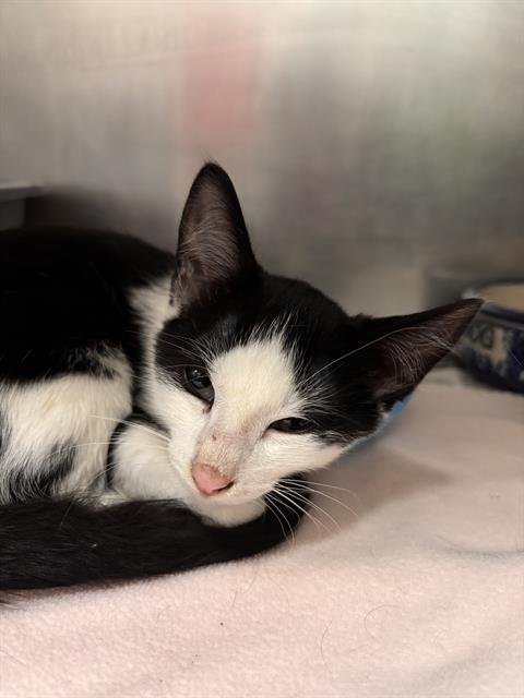 WONDER - Domestic Short Hair available for adoption