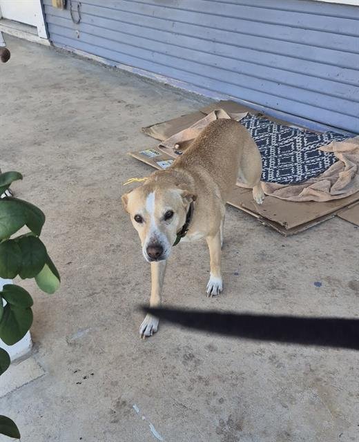 ZELDA - Labrador Retriever available for adoption