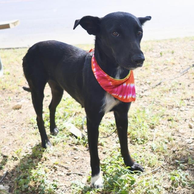 SPICEY - American Staffordshire Terrier available for adoption