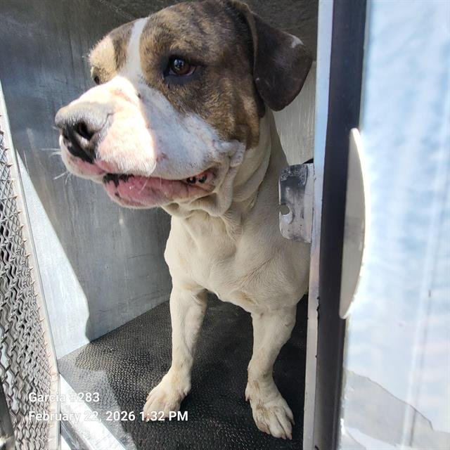 A796351 - American Staffordshire Terrier available for adoption