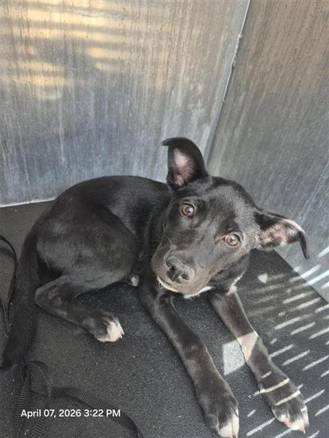 BARRY - American Staffordshire Terrier available for adoption