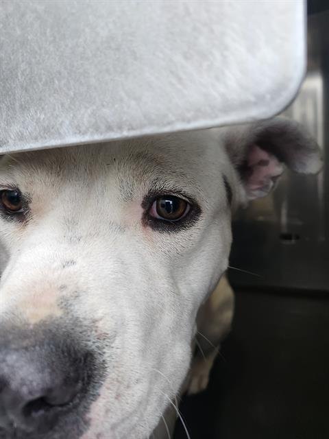 BONGO - Pit Bull Terrier available for adoption