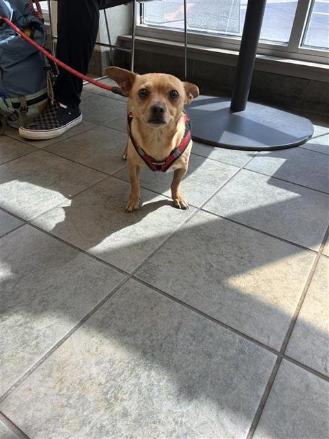 STANLEY - Chihuahua available for adoption