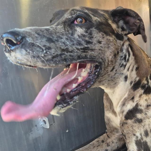 TOKEN - Great Dane available for adoption