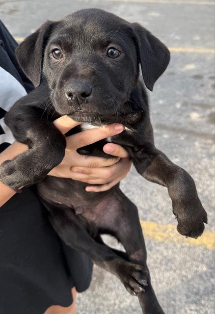 SAUSAGE - Labrador Retriever available for adoption