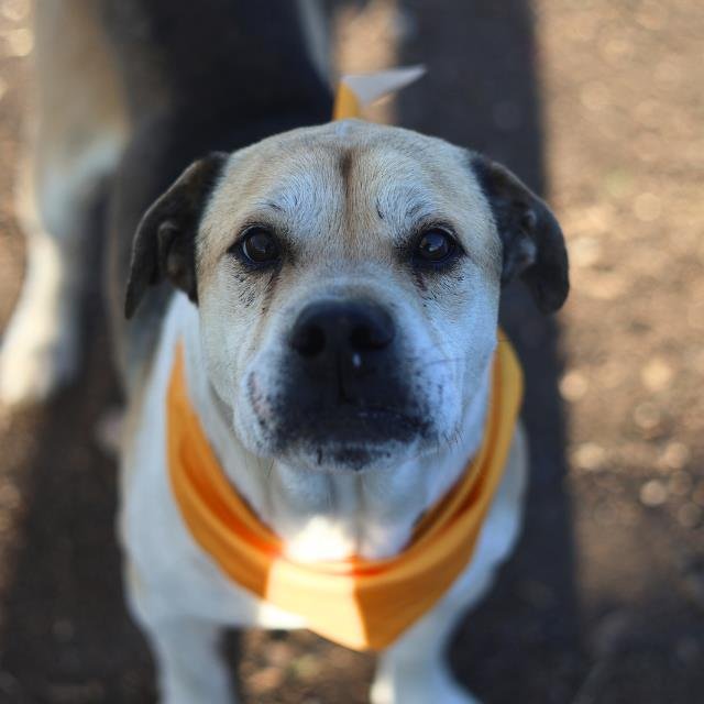 MAXIMUS - Labrador Retriever available for adoption