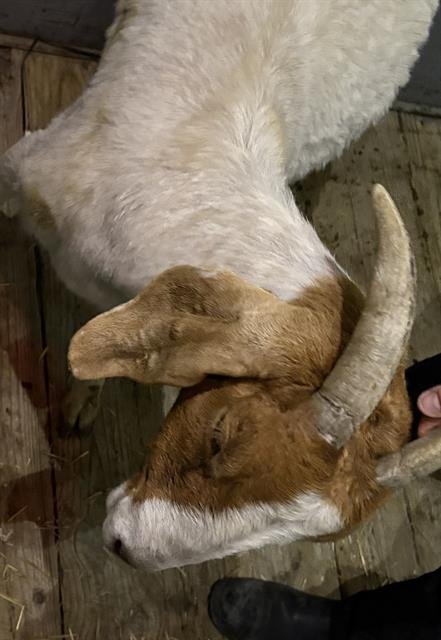VANILLA WAFER - Goat available for adoption