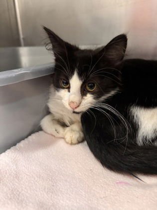 STEVIE - Domestic Short Hair available for adoption