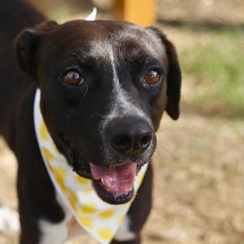 SPENCER - Labrador Retriever available for adoption