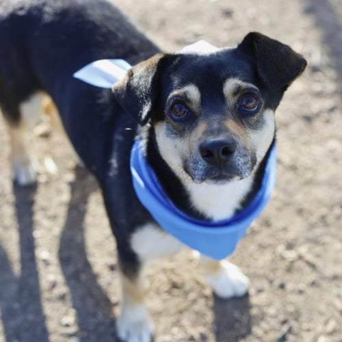 BRUNO MARS - Terrier available for adoption